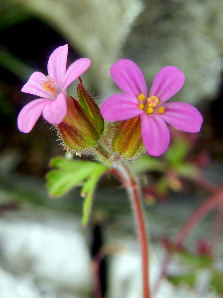 Geranium purpureum